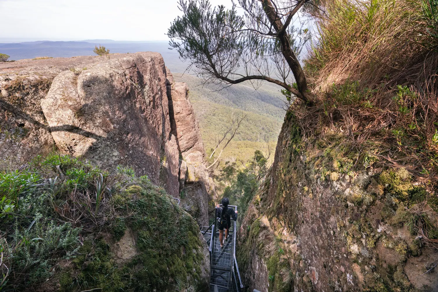 Woman on a steel mesh platform lookout high in the tree tops looking out to the view. Huge rock faces towering over her on both sides.